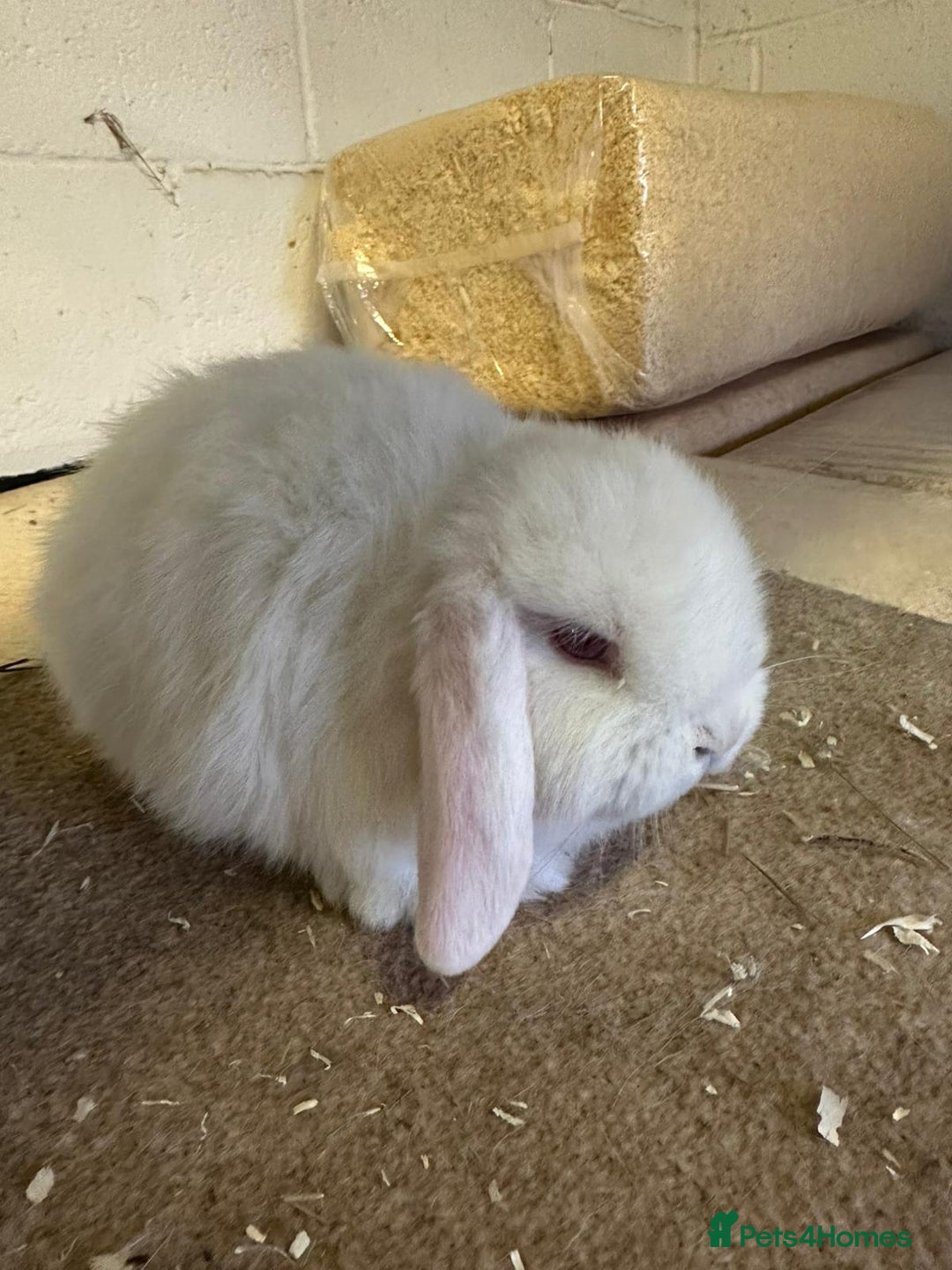 Dwarf Lop rabbits for sale: Drawf lop babies for sale - Advert 6