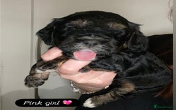 Cavapoo dogs for sale: Beautiful F1 cavapoos phantom 3 girls left 💜💖❤️ - Image 22