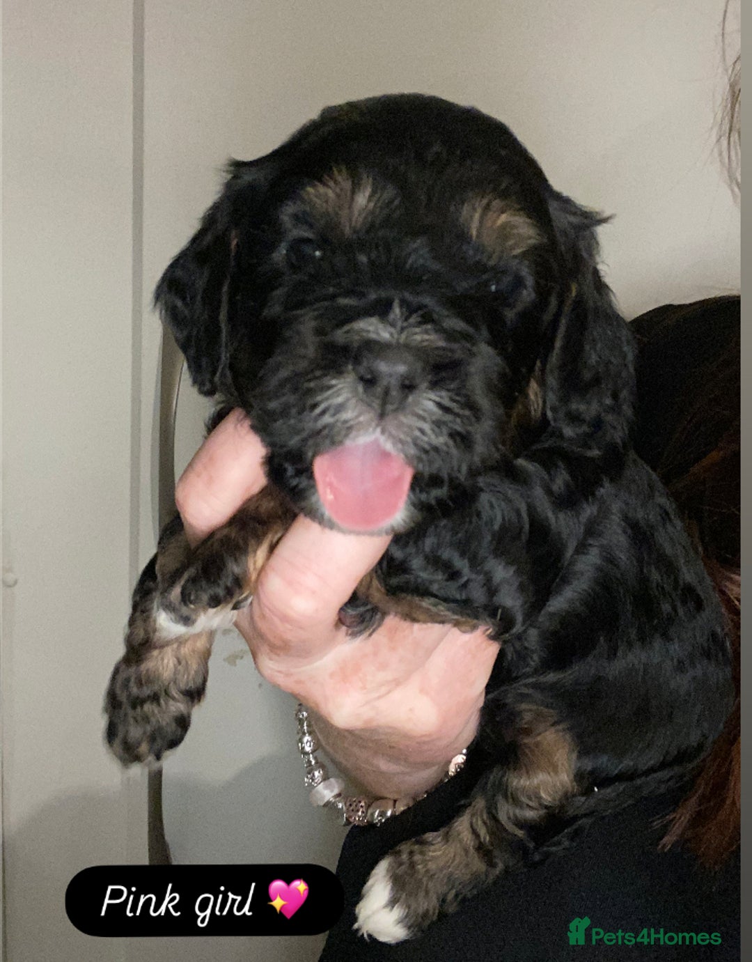 Cavapoo dogs for sale: Beautiful F1 cavapoos phantom 3 girls left 💜💖❤️ - Image 22