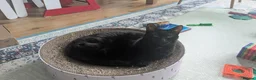 Domestic Shorthair cats for sale: Sweet older kitty needs new home in London - Advert 3
