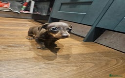 Miniature Dachshund dogs for sale: Miniature Dachshund puppies - Image 11