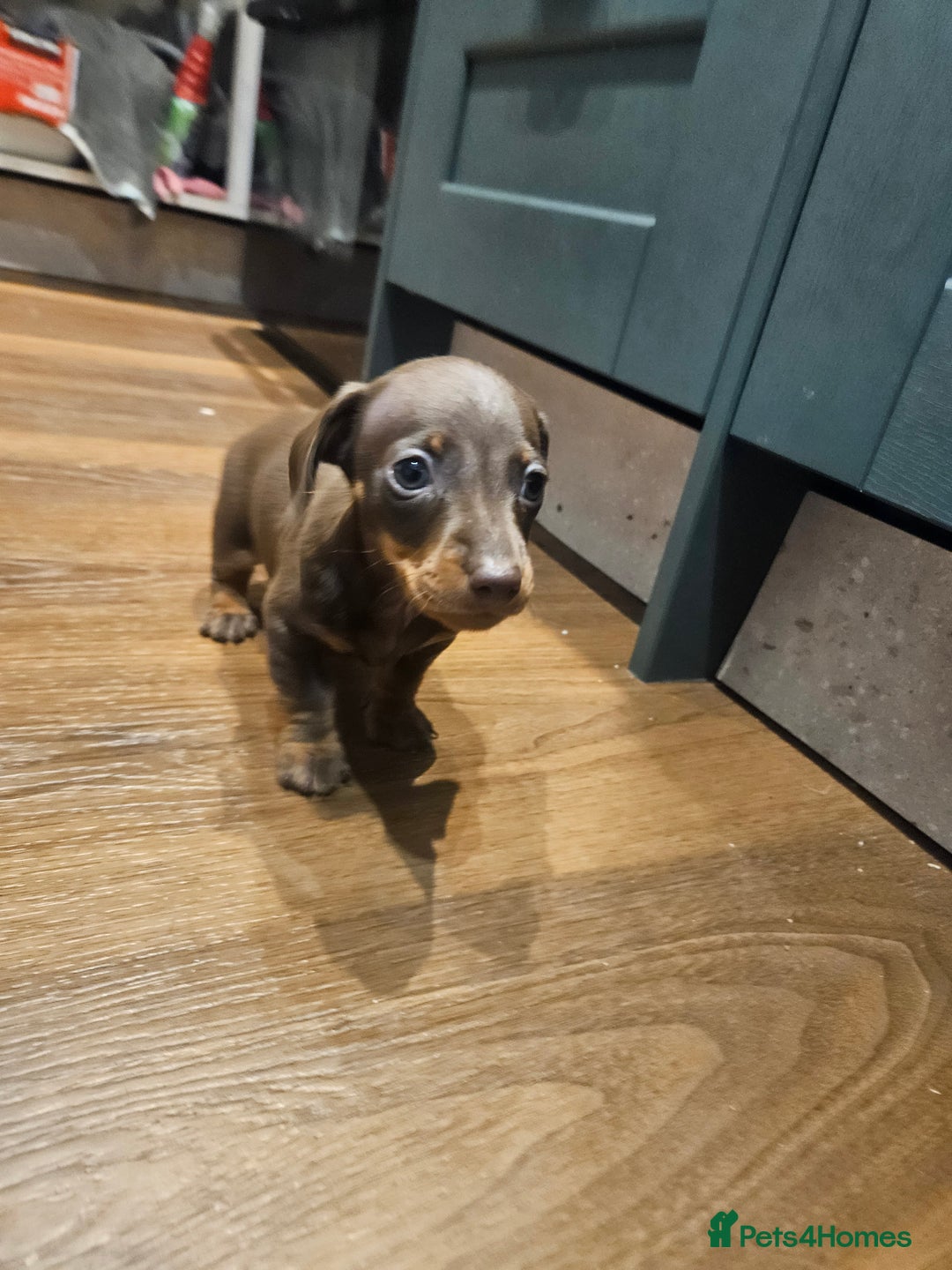 Miniature Dachshund dogs for sale: Miniature Dachshund puppies - Image 11