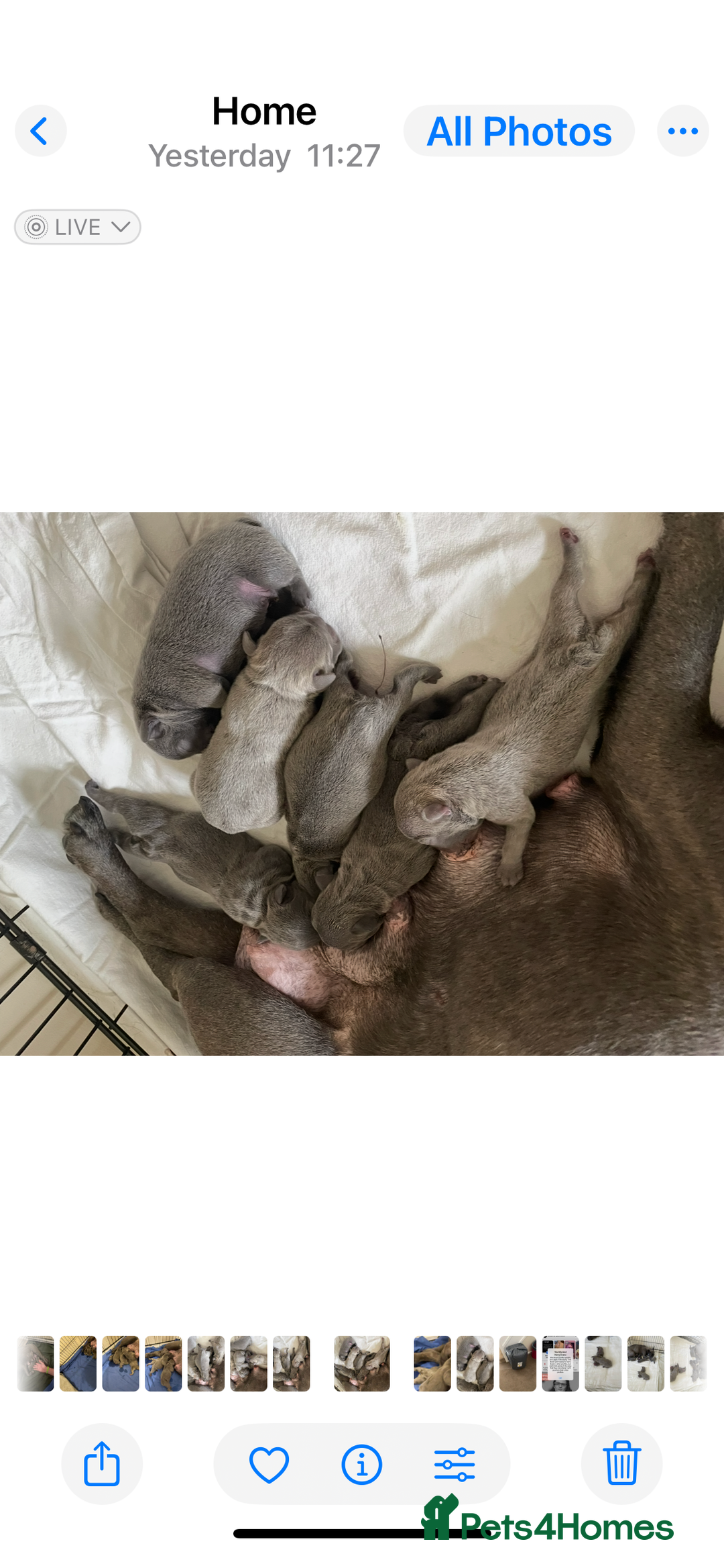 French Bulldog dogs for sale: French bulldog  - Image 1