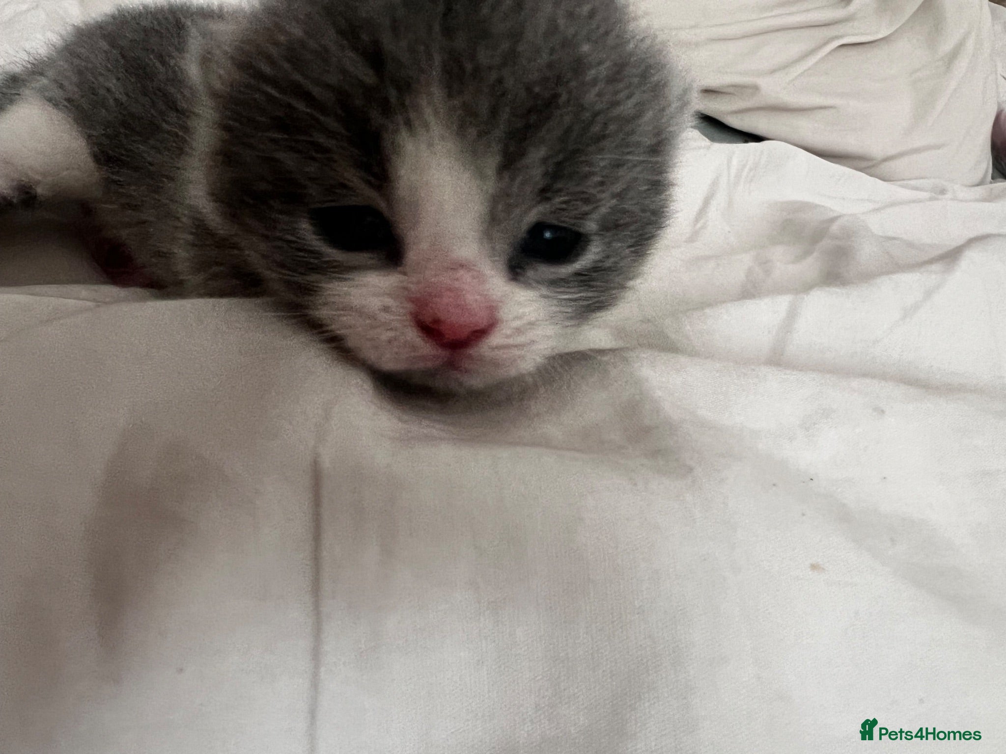 British Shorthair cats Beautiful British Short Hair Kittens - Advert 10