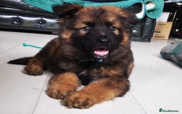 German Shepherd dogs for sale: TOP WORKING BLOODLINES LITTER  in Scunthorpe - Image 21