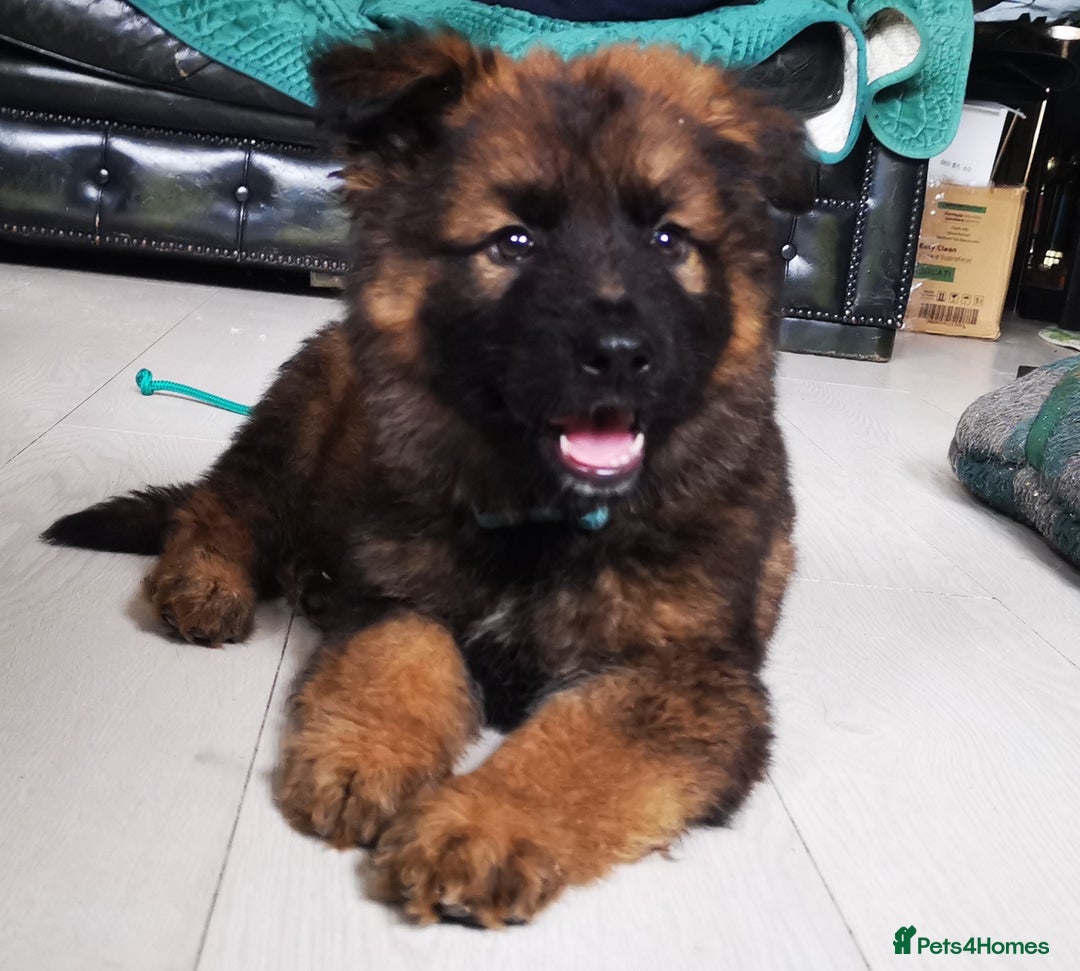 German Shepherd dogs for sale: TOP WORKING BLOODLINES LITTER  in Scunthorpe - Image 21