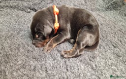 Dobermann dogs for sale: Top line doberman puppies - Image 12
