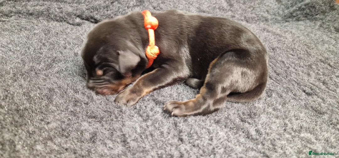 Dobermann dogs for sale: Top line doberman puppies - Image 12