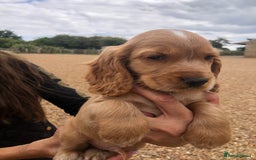 Cocker Spaniel dogs for sale: 3 BOYS 1 GIRL REMAINING  💙💙💙🩷 - Image 8