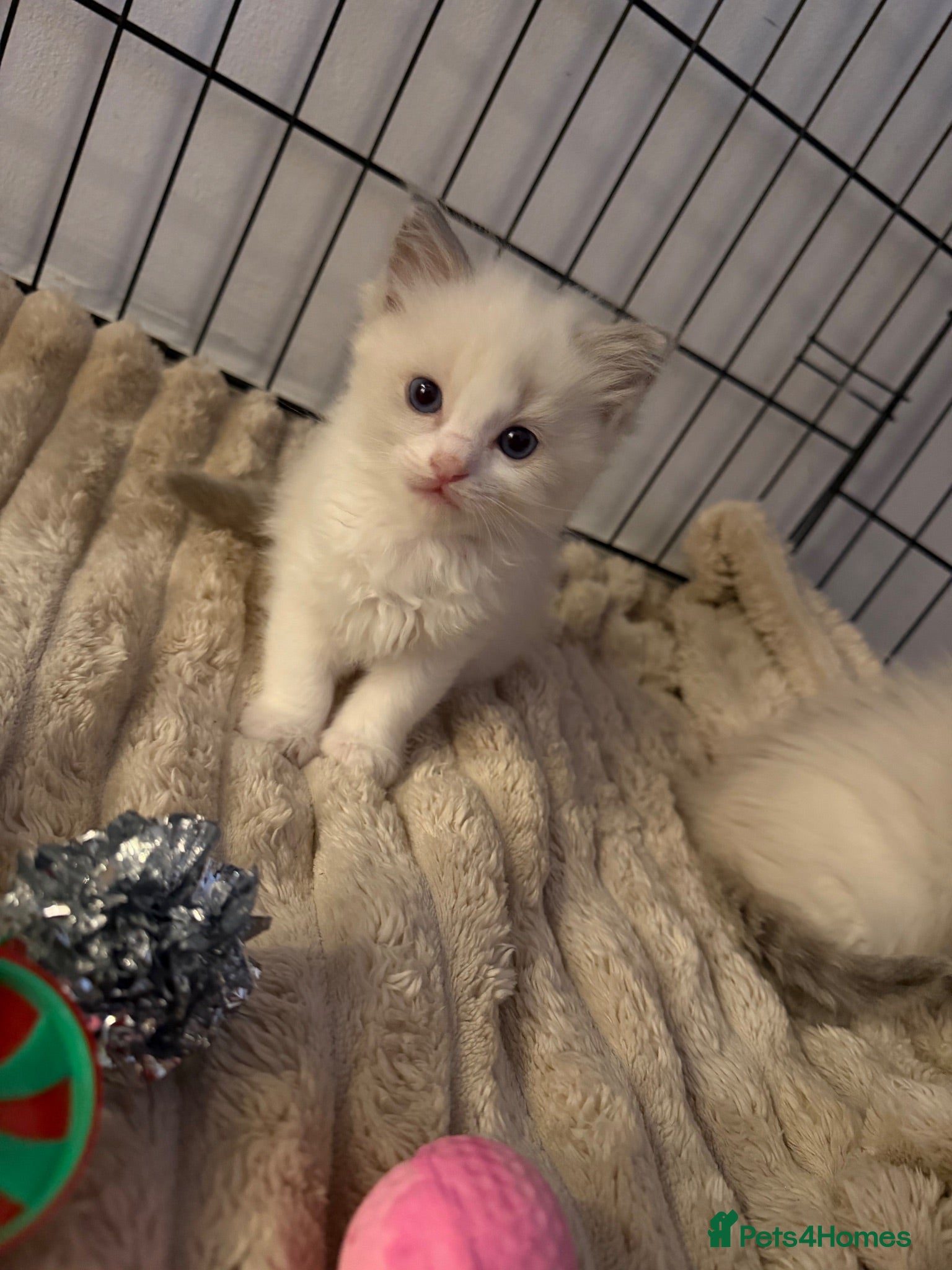 Ragdoll cats 🐾 Beautiful Ragdoll Kittens For Sale 🐾 - Advert 2