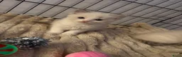 Ragdoll cats for sale: 🐾 Beautiful Ragdoll Kittens For Sale 🐾 - Advert 2