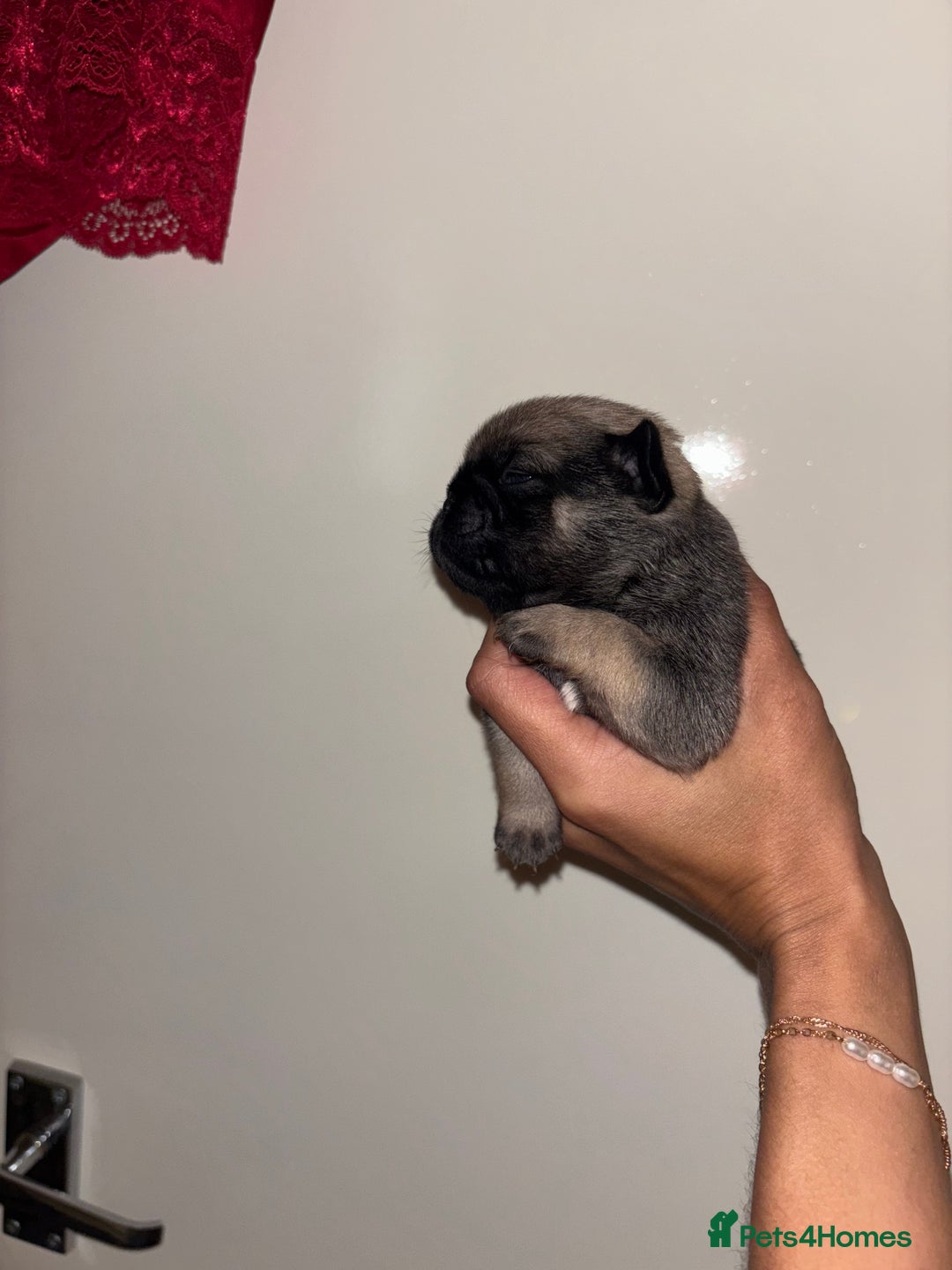 Pug dogs for sale: Beautiful kc registered Pug puppies - Image 23