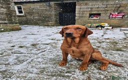 Labrador Retriever dogs for stud: Health tested- Kc registered Fox Red Labrador for  in York - Image 15