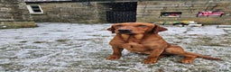 Labrador Retriever dogs for stud: Health tested- Kc registered Fox Red Labrador for  in York - Advert 15