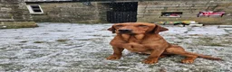 Labrador Retriever dogs for stud: Health tested- Kc registered Fox Red Labrador for  in York - Advert 15