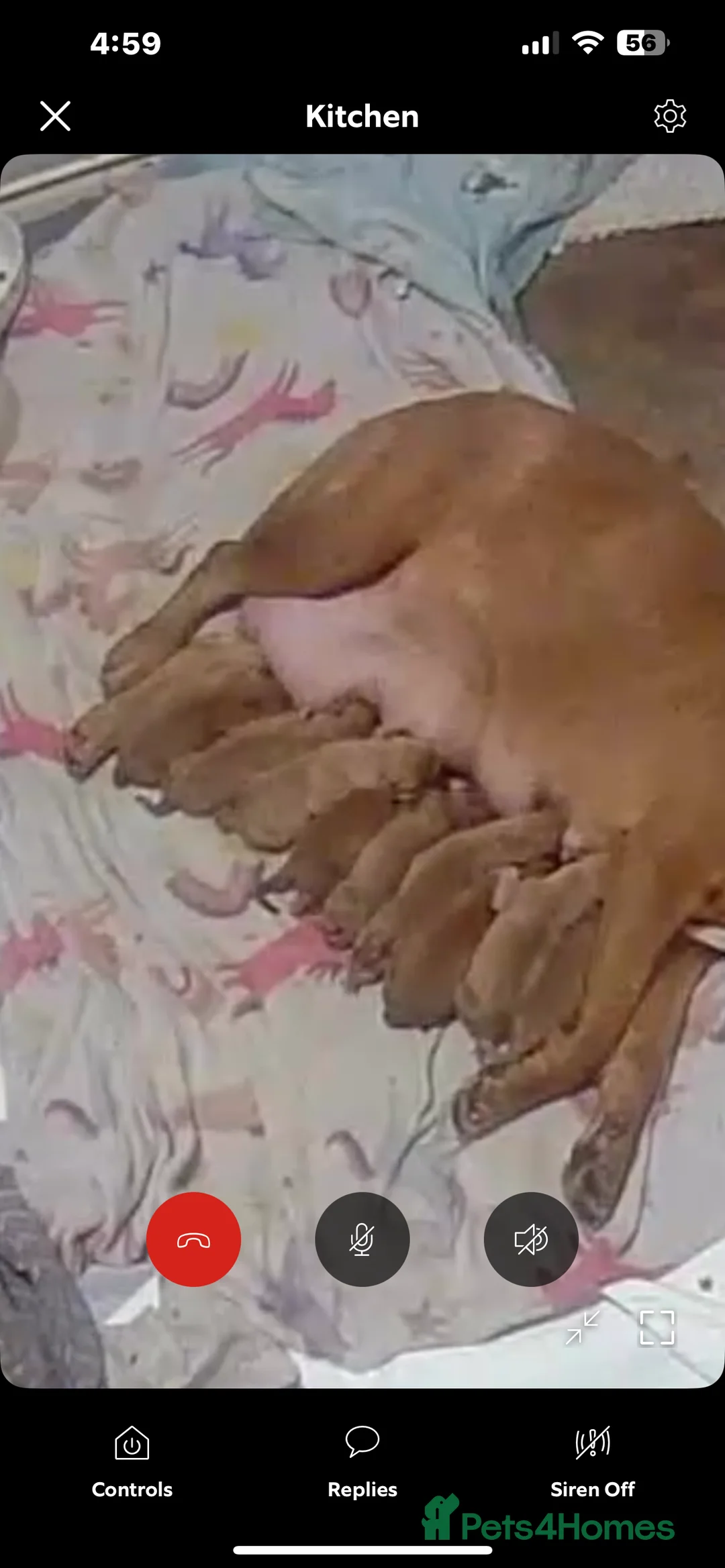 Dogue De Bordeaux dogs for sale: Dogue de Bordeaux pups 4💙 - Advert 33