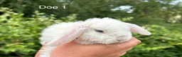 Mini Lop rabbits for sale: Gorgeous and friendly Mini Plush Lop Babies - Advert 6