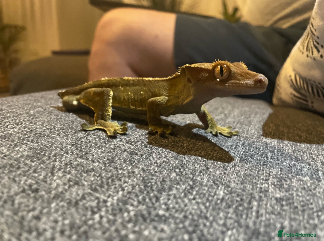 Gecko reptiles for sale: Male crested gecko with full setup - Image 4