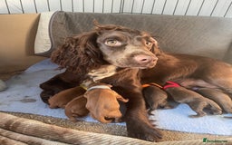 Cocker Spaniel dogs for sale: WAITING LIST - KC DNA CLEAR PUPS DUE 12/12/25 - Advert 1