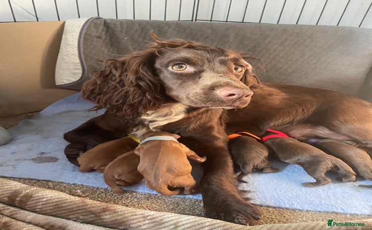 Cocker Spaniel dogs WAITING LIST - KC DNA CLEAR PUPS DUE 12/12/25 - Advert 1