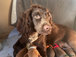 Cocker Spaniel dogs WAITING LIST - KC DNA CLEAR PUPS DUE 12/12/25 - Advert 2