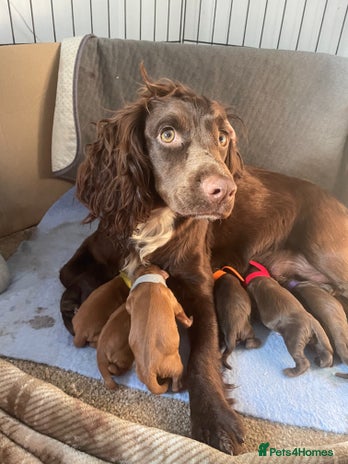 Cocker Spaniel dogs WAITING LIST - KC DNA CLEAR PUPS DUE 12/12/25 - Advert 1