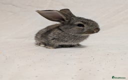 Mixed Breed rabbits for sale: New seller of rabbits - Image 20