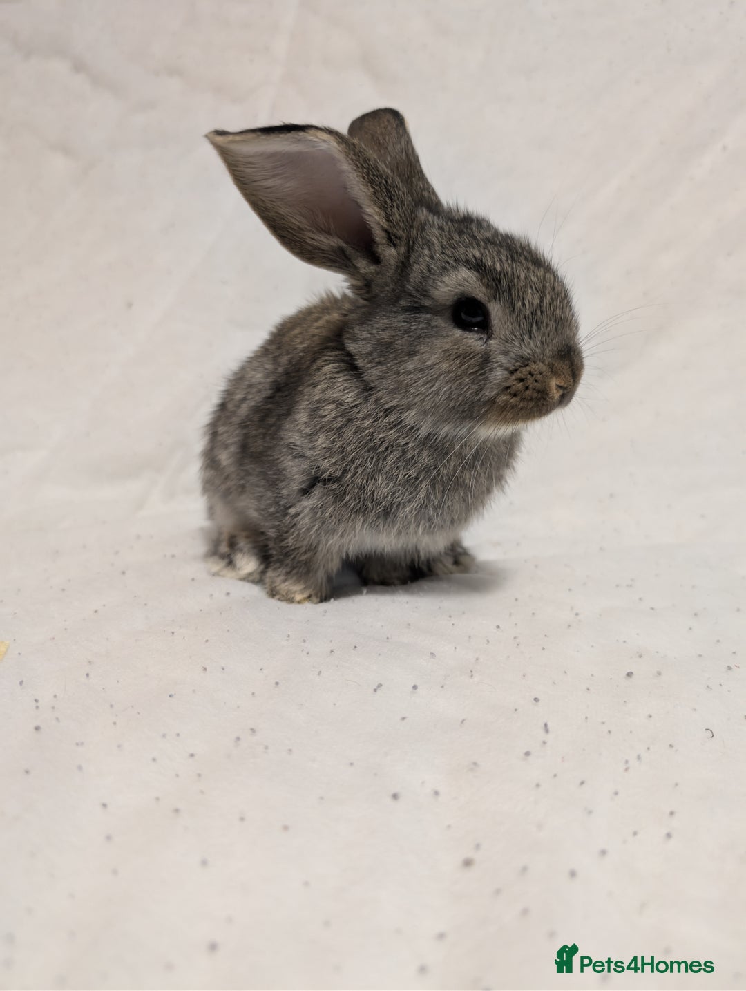Mixed Breed rabbits for sale: New seller of rabbits - Image 20