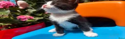 Mixed Breed cats for sale: Adorable kittens looking for forever home  in London - Advert 3