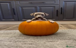 Whippet dogs for sale: KC Registered Whippet Puppies - Image 28