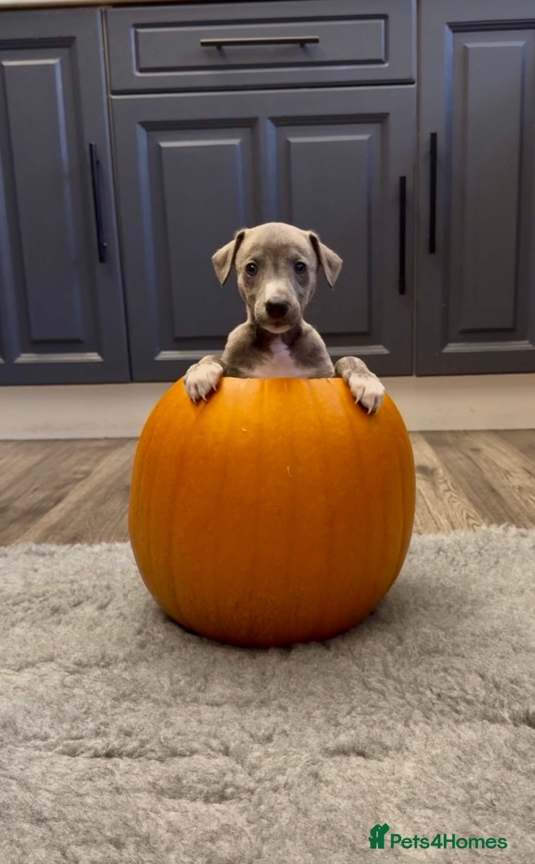 Whippet dogs for sale: KC Registered Whippet Puppies - Image 28