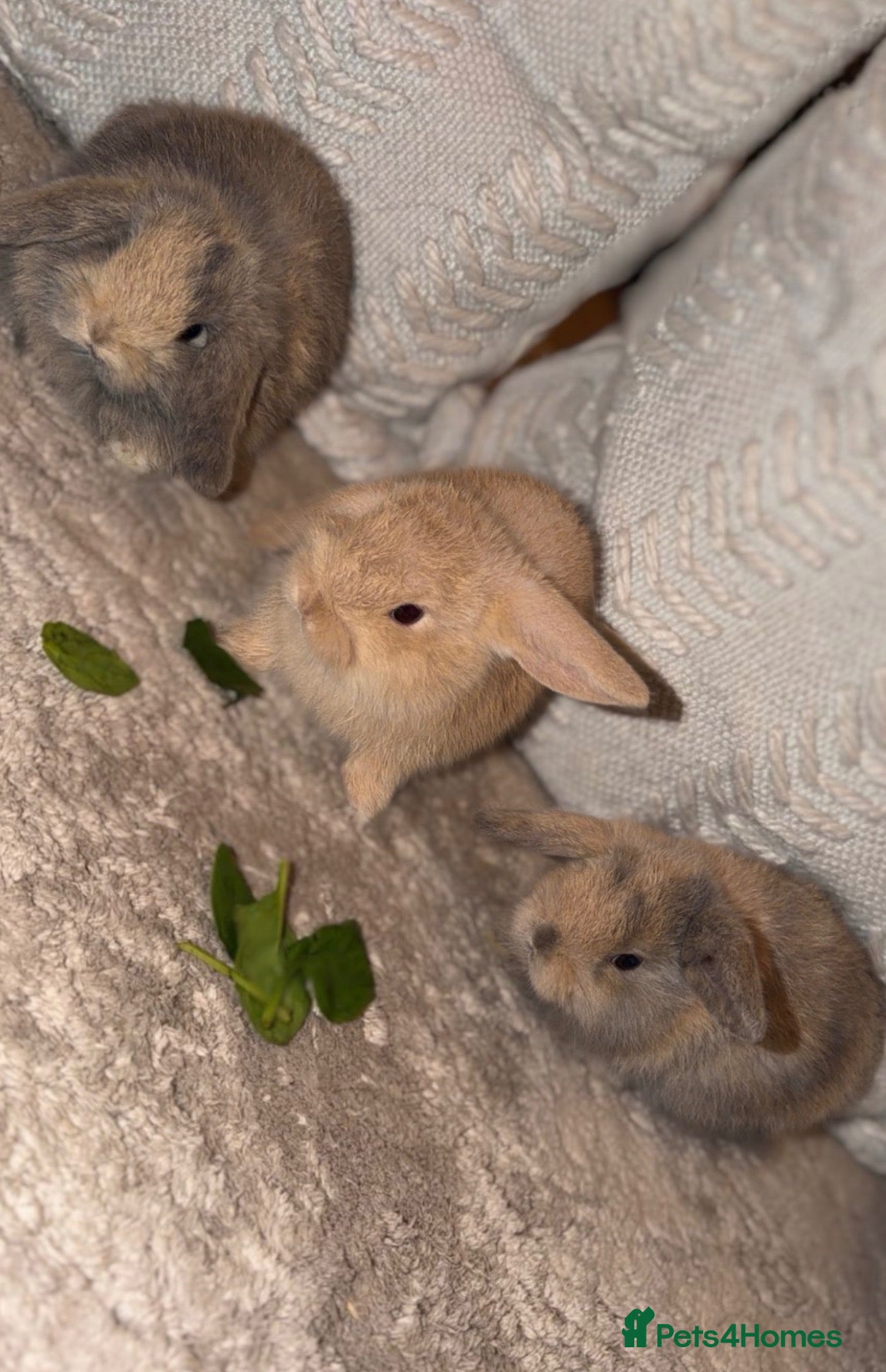 Mini Lop rabbits Mini lop bunnies - Advert 1