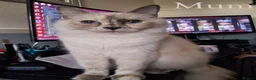 Mixed Breed cats for sale: Beautiful Black Ragdoll x Persian Kitten Ready Now in Barnsley - Advert 6
