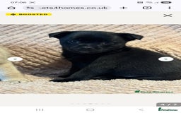 Mixed Breed dogs for sale: 9 week old female pug-a-pom - Advert 9