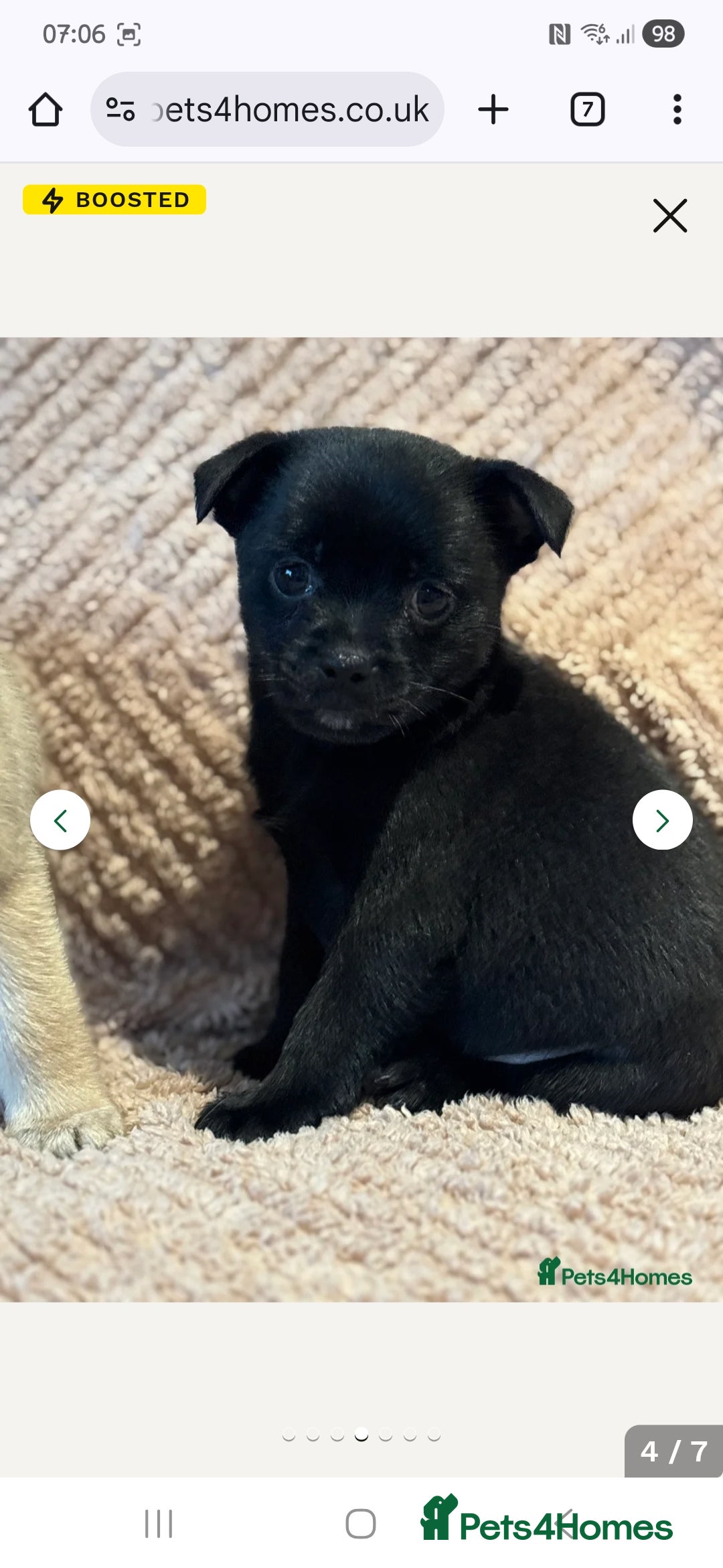 Mixed Breed dogs for sale: 9 week old female pug-a-pom - Advert 9