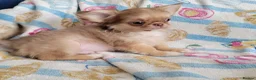 Chihuahua dogs for sale: Beautiful long haired chihuahua puppies - Advert 13