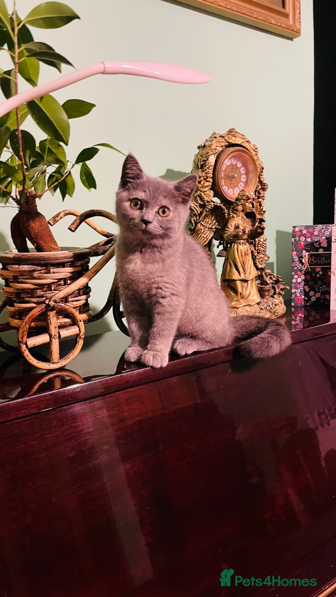 Scottish Fold cats for sale: Beautiful litter of Scottish fold  😍 - Advert 26