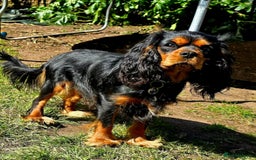 Cavapoo dogs for sale: Fully Health Tested F1 Cavapoo Puppies - 2 Left - Image 8