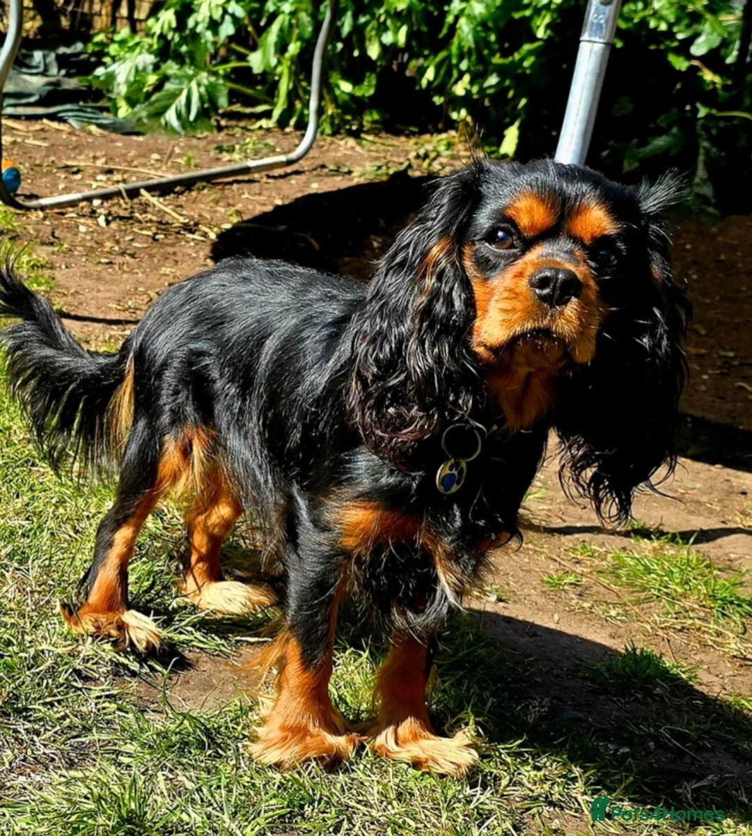 Cavapoo dogs for sale: Fully Health Tested F1 Cavapoo Puppies - 2 Left - Image 8
