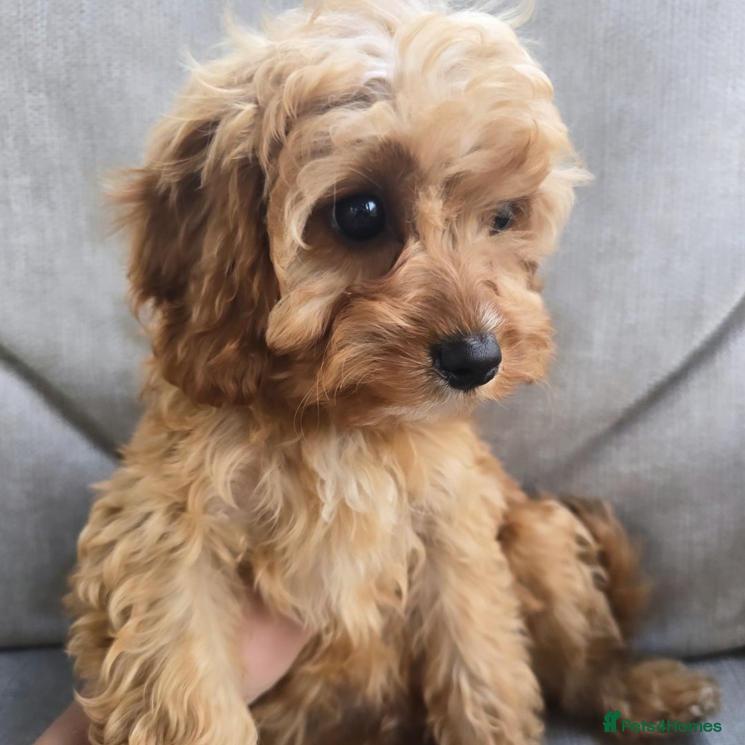 Cavapoo dogs for sale: Cavapoobabiesuk litter has arrived - Image 7
