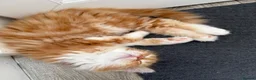 Mixed Breed cats for sale: Ragdoll x Persian Kittens (ONLY 4 left) in Dunstable - Advert 20