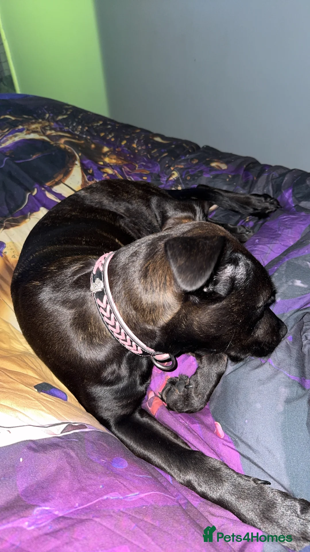 Mixed Breed dogs for sale: Staffy cross Rotwiler - Advert 3