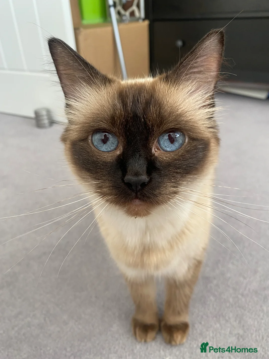 Ragdoll cats for sale: Three ragdolls  - Advert 1