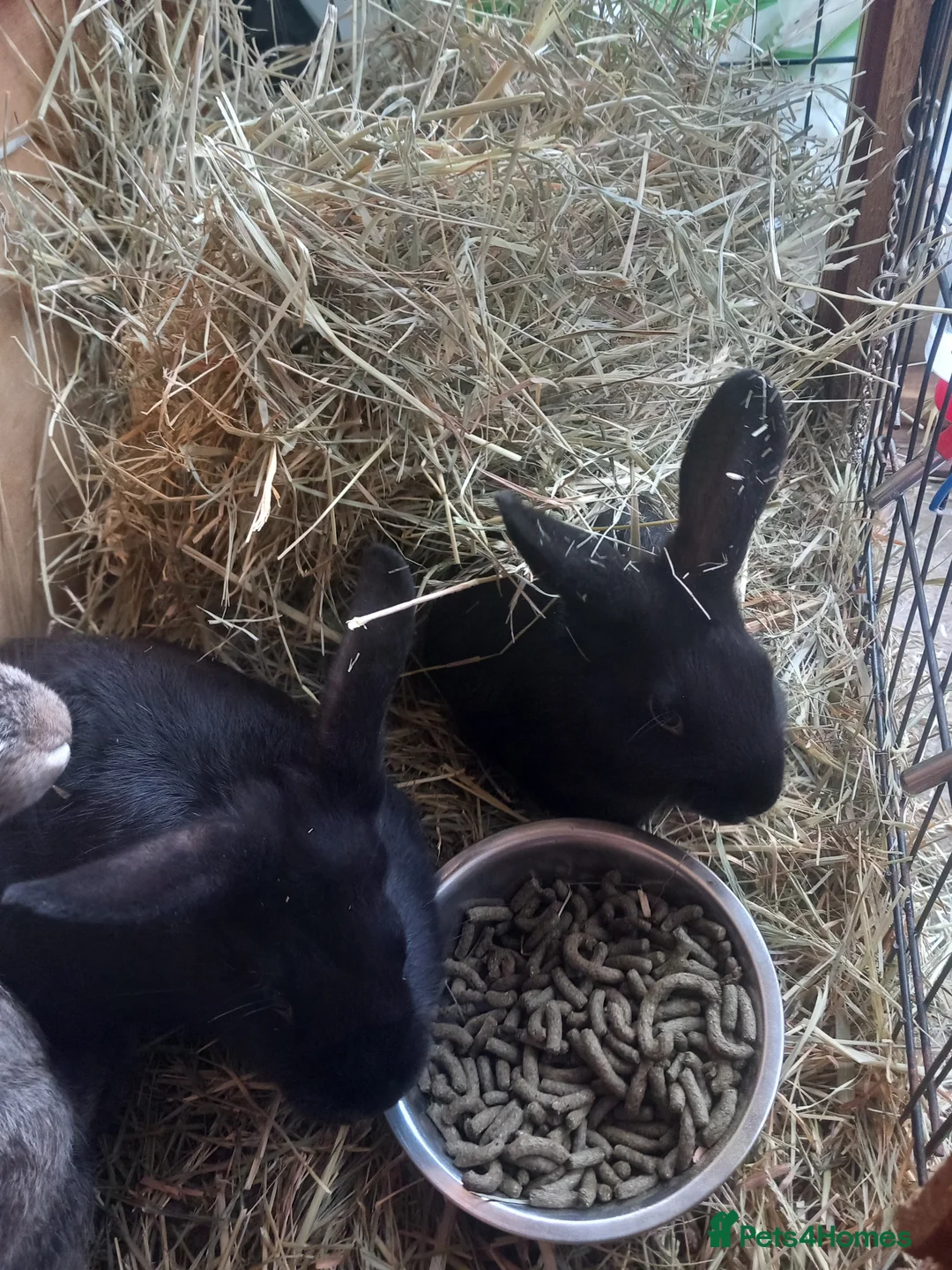 Mixed Breed rabbits for sale: Bunnies ready for there new home  - Advert 3