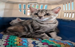 Selkirk Rex cats for sale: 😻 Stunning Selkirk Rex Mix Kittens 😻 - Image 1