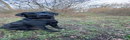 Labrador Retriever dogs for sale: Exceptional KC Labrador Puppies from Working Line  - Advert 9