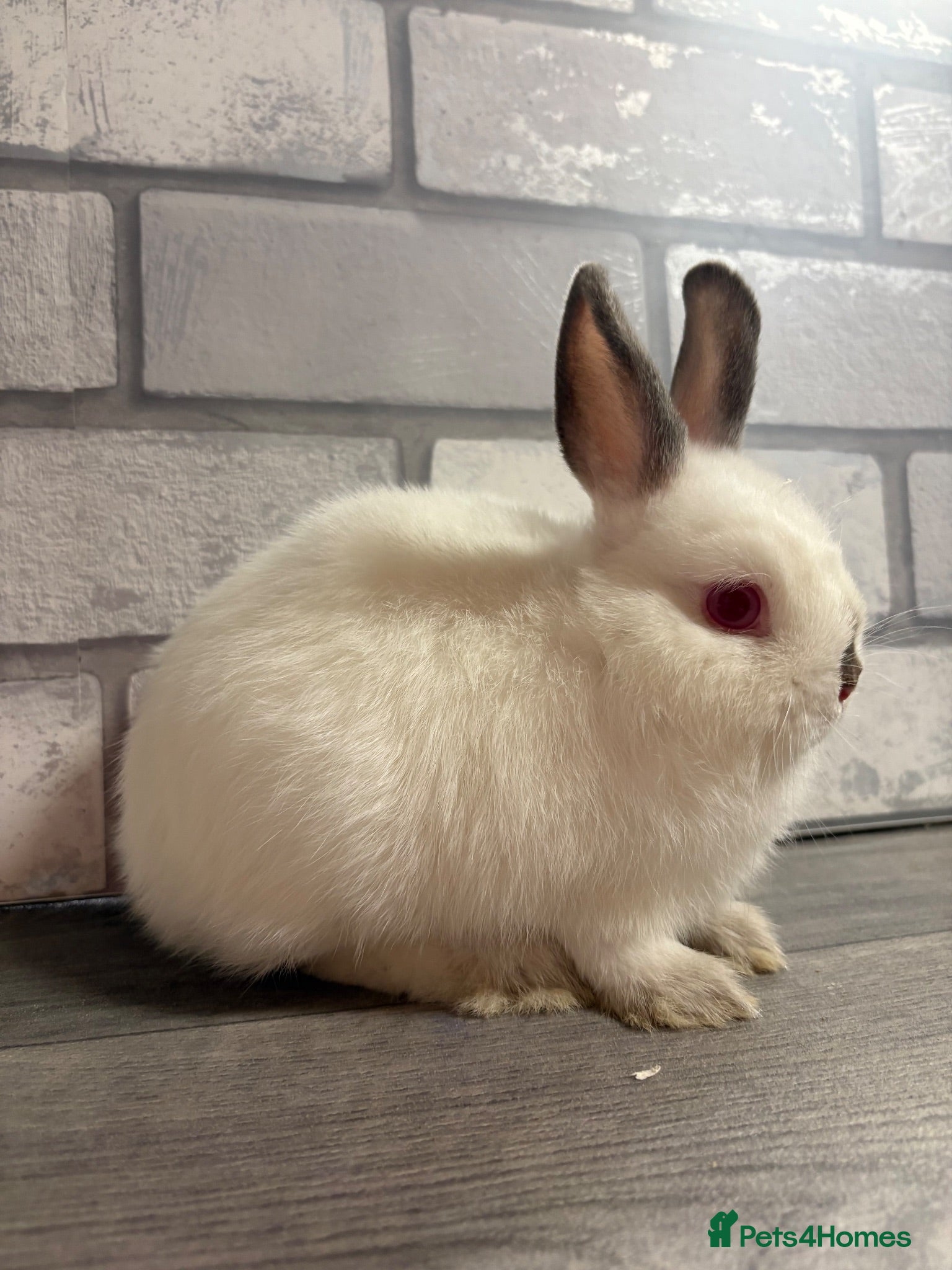 Netherland Dwarf rabbits Netherland Dwarf Baby Bunny - Advert 1