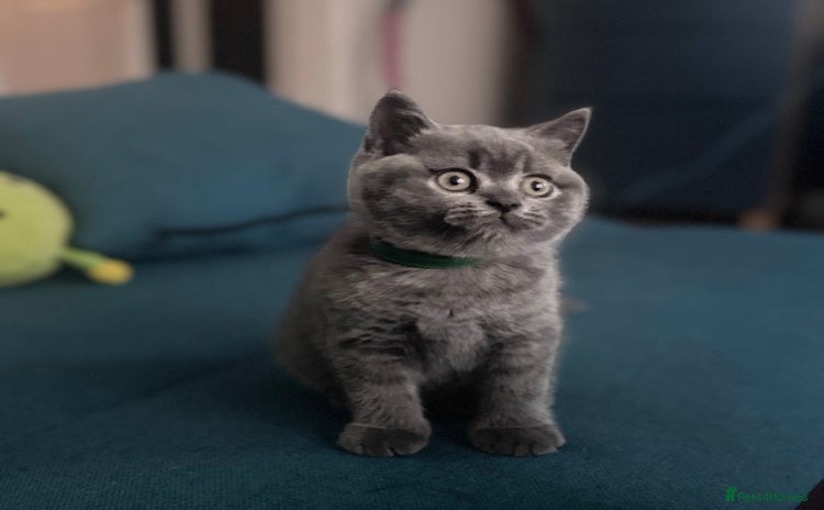British Shorthair cats - Advert 1