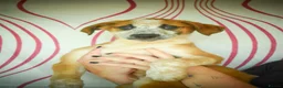 Mixed Breed dogs for adoption: Bentley - the cuddle monster - Advert 11