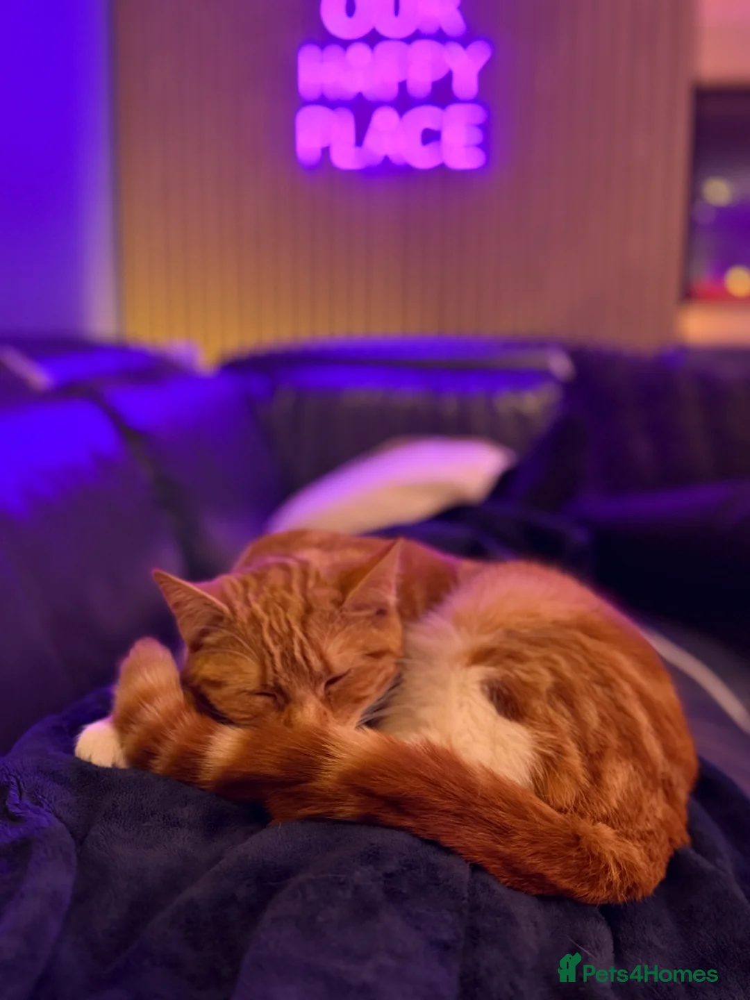 Mixed Breed cats for sale:  9 month ginger girl looking for forever home. - Advert 2